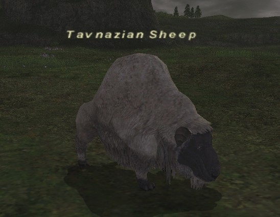 File:Tavnazian Sheep.jpg