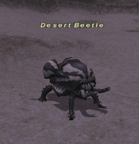File:Desert Beetle.jpg