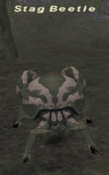 File:Stag Beetle.jpg