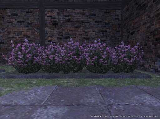 File:Pink Clematis Appearance.jpg