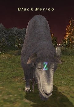 File:Black Merino.jpg