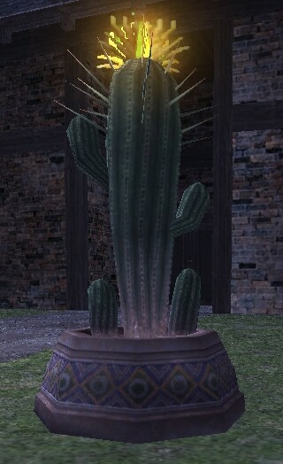 File:Amigo cactus appearance.jpg