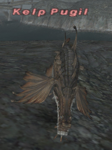 File:Kelp pugil.jpg