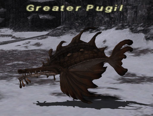 File:Greater pugil.jpg