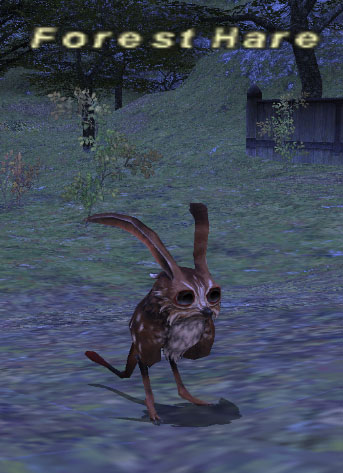File:Wild Rabbit.jpg
