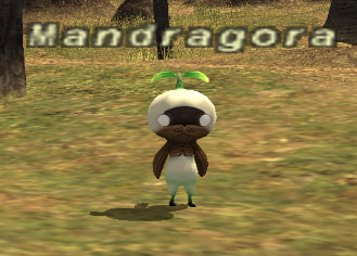File:Mandragora.jpg