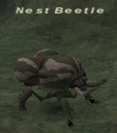 File:Nest Beetle.jpg