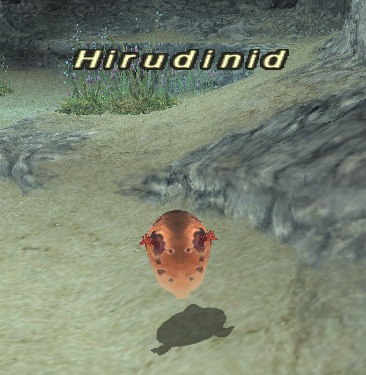 File:Hirudinid.jpg