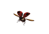 Ladybug