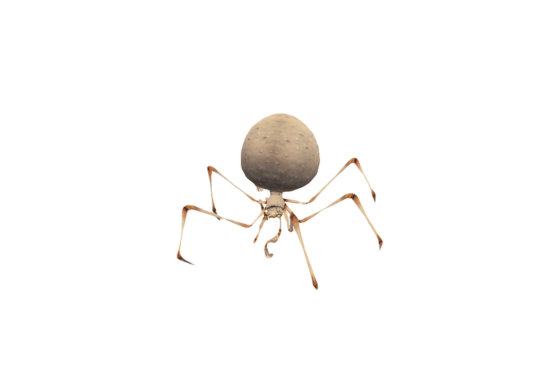 File:Spider 2.png