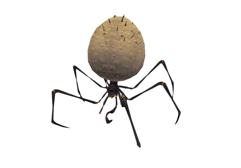 File:Spider 1.png