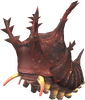 Eruca
