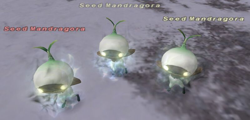 File:Seed Mandragora.jpg