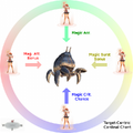 Thumbnail for version as of 23:17, 29 August 2026