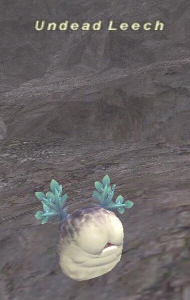 File:Undead Leech.jpg