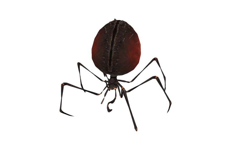 File:Spider 4.png